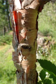 Betula utilis