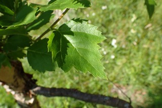 Betula utilis