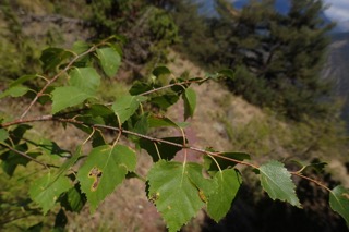 Betula utilis