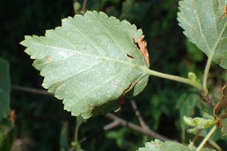 Betula utilis
