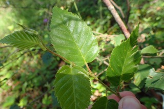 Betula utilis