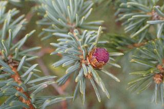 Picea pungens
