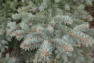 Picea pungens