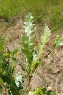 Quercus trojana
