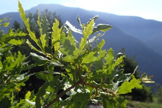 Quercus trojana
