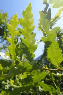 Quercus trojana