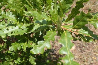 Quercus trojana