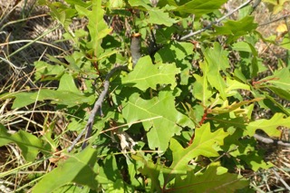 Quercus texana