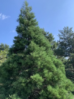 Sequoiadendron giganteum