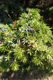 Juniperus communis