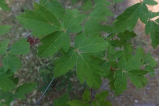 Acer griseum