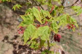 Acer sinense