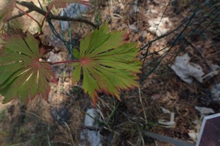 Acer japonicum