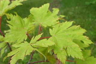Acer japonicum