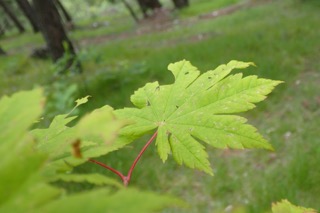 Acer japonicum