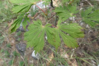 Acer japonicum