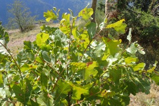Quercus marilandica