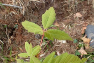 Acer cissifolium