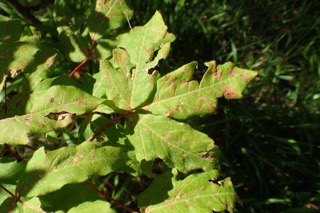 Acer cissifolium