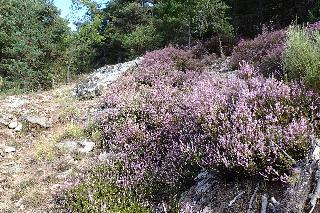 Calluna vulgaris