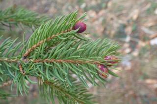Picea abies var. abies