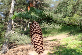 Picea abies var. abies