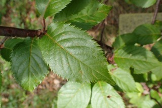 Prunus serrulata