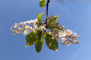 Prunus padus
