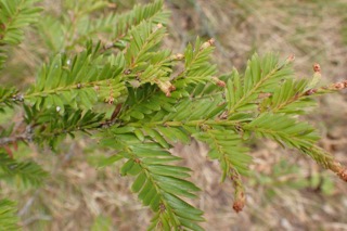 Sequoia sempervirens