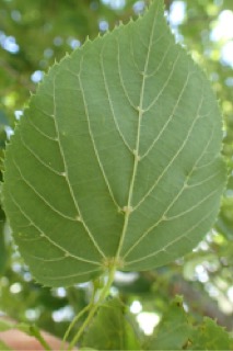 Tilia × europaea