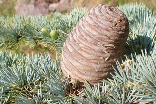 Cedrus atlantica