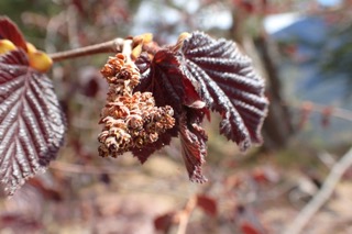 Corylus maxima