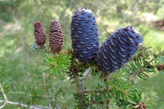 Abies koreana