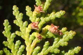 Platycladus orientalis