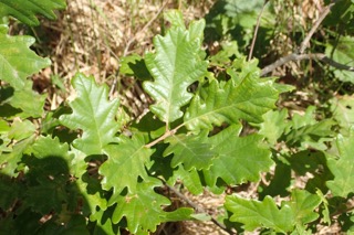 Quercus petraea