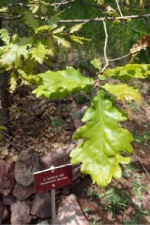 Quercus petraea