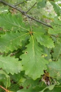 Quercus petraea