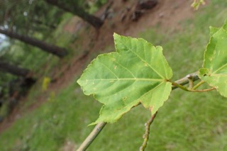 Acer davidii