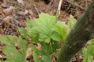 Acer diabolicum