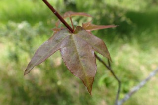 Acer longipes