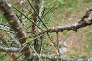 Pinus monophylla