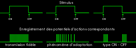 Potentiel de récepteur et potentiel d'action